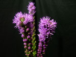 Purple Liatris