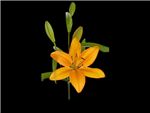 Advantage Liliaceae