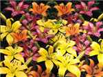 Assorted Liliaceae