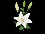 Bright Diamond Liliaceae