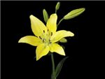Golden Torch Liliaceae