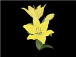 Golden Tycoon Liliaceae