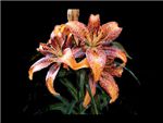 Kentucky Liliaceae