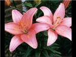 Light Pink Liliaceae