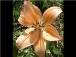 Peach Liliaceae