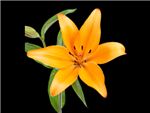Royal Cadisha Liliaceae