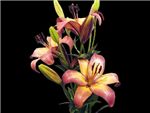 Royal Present Liliaceae