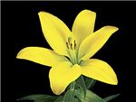 Serrada Liliaceae