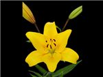 Yellow Diamond Liliaceae