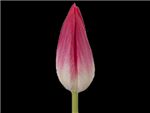 Bolroyal Pink Liliaceae