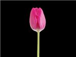 Copex Liliaceae