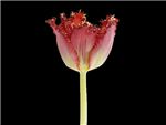 Tulip Crispa Valery Gergiev