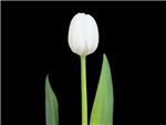 White Innovator Liliaceae