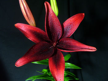 Black Out Lilly-Asiatic