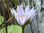 Cape Blue Nymphaeaceae