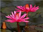 Indian Red Nymphaeaceae