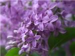 Purple Oleaceae