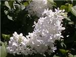White Oleaceae