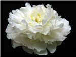 Bowl Of Cream Paeoniaceae