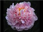 Pink Cuddles Paeoniaceae