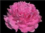 Pink Parfait Paeoniaceae