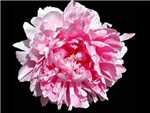 Pink Wonder Paeoniaceae