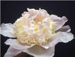 Peony Top Brass