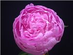 Vivid Rose Paeoniaceae