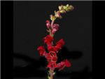 Burgundy Plantaginaceae