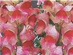 Plumblossom Plantaginaceae