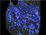 Bella Donna Dark Blue Ranunculaceae