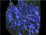 blue bella donna