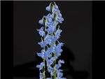 Bella Light Blue Ranunculaceae