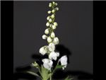 White Ranunculaceae