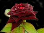 Black Beauty Rosaceae