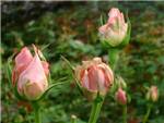 Pink Renate Rosaceae