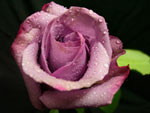 Blue Curiosa Rose