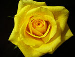 Gold Strike Rose