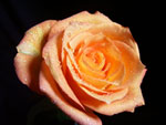 Latin Beauty Rose