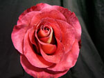 Leonidas Rose