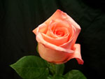 Orange Flame Rose