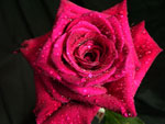 Pink Dorit Rose