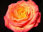 Solitaire Rose
