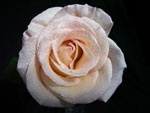 Timeless Rose