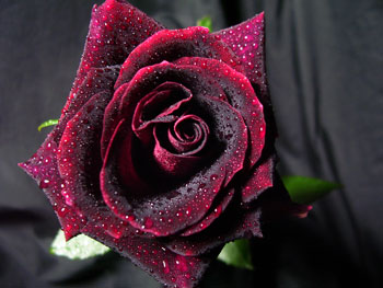 Black Beauty Rose