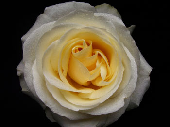 rose blizzard sold