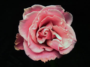 Charming Unique Rose