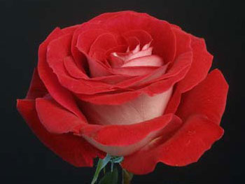 Latin Lady Rose