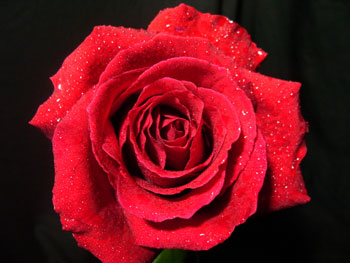 Rouge Basir Rose