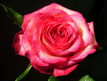 Tabasco Rose
